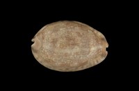 藏品(阿拉伯寶螺)的圖片